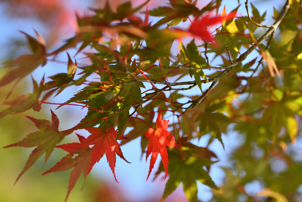 紅葉