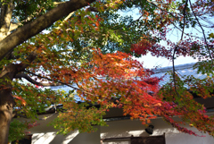これも紅葉_ろ