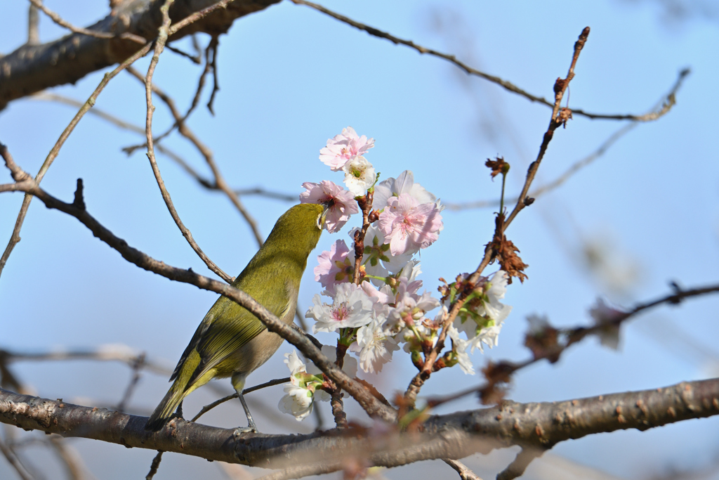 やっぱり花が好き-1