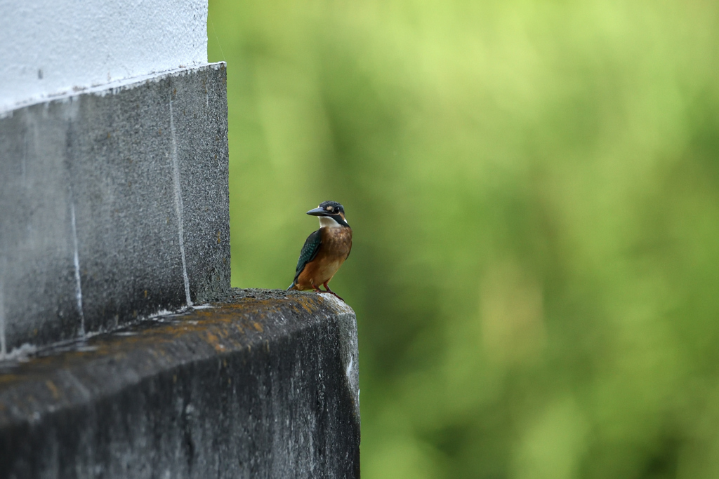 昨日の翡翠君-2