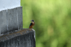 昨日の翡翠君-2