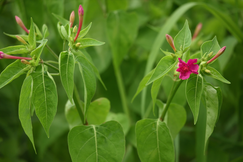 野草でもね ⑬ 白粉花_赤