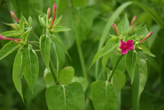 野草でもね ⑬ 白粉花_赤