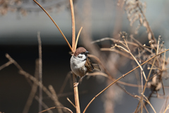 ドヤ顔雀