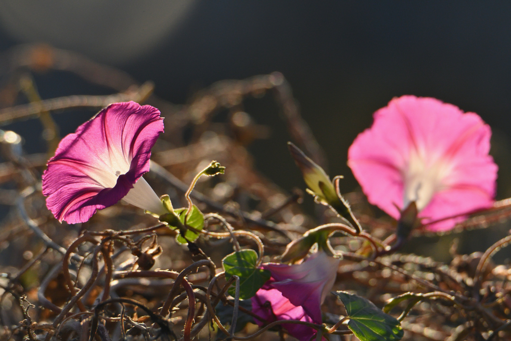 有終の美を飾る