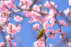 桜小学校⑦
