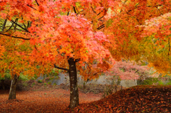 今更紅葉②