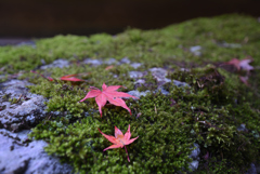 苔落ち葉