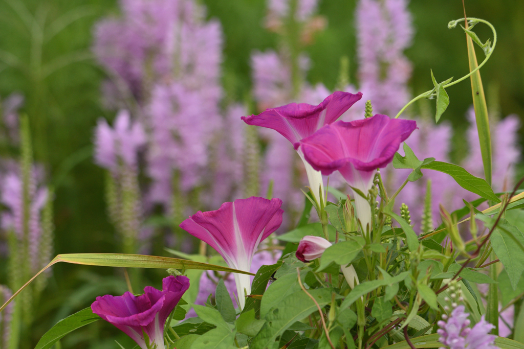 夏の蔓花-1