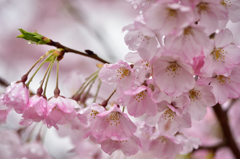 桜雨 ⑥