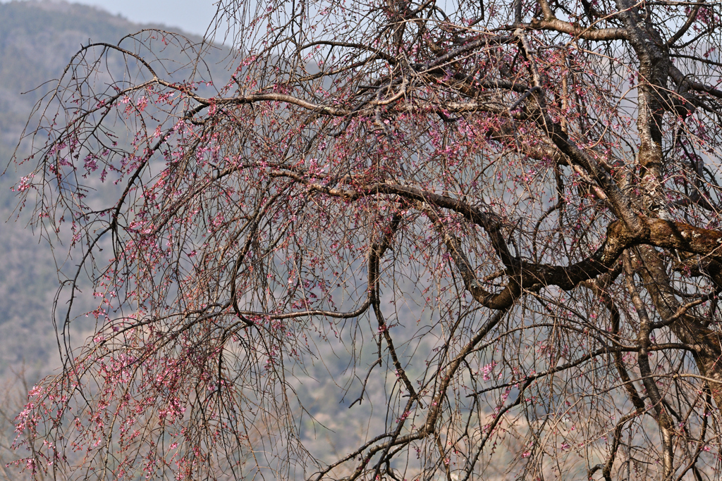 枝垂桜は