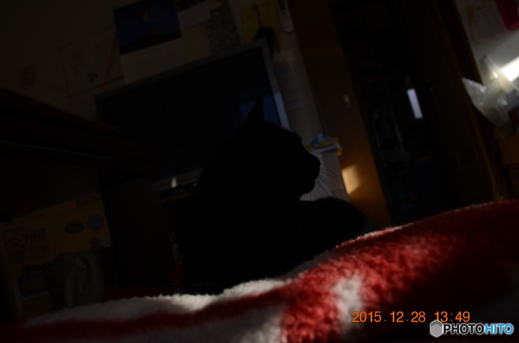 黒猫のような