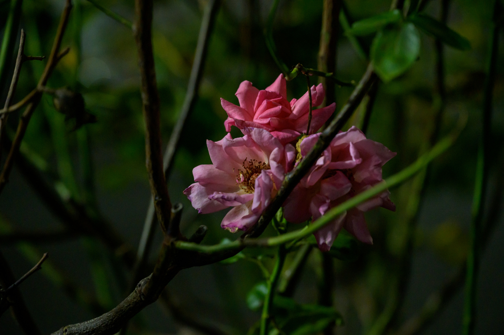 夜の花