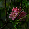 夜の花