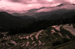 朝の丸山千枚田