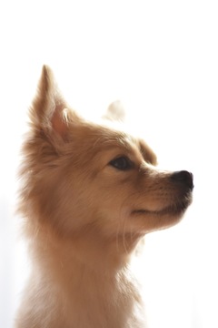 愛犬
