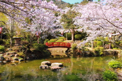 桜の庭