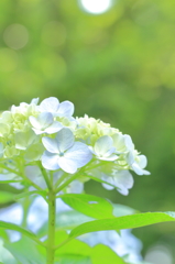 梅雨の晴れ間