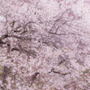 春の訪れ