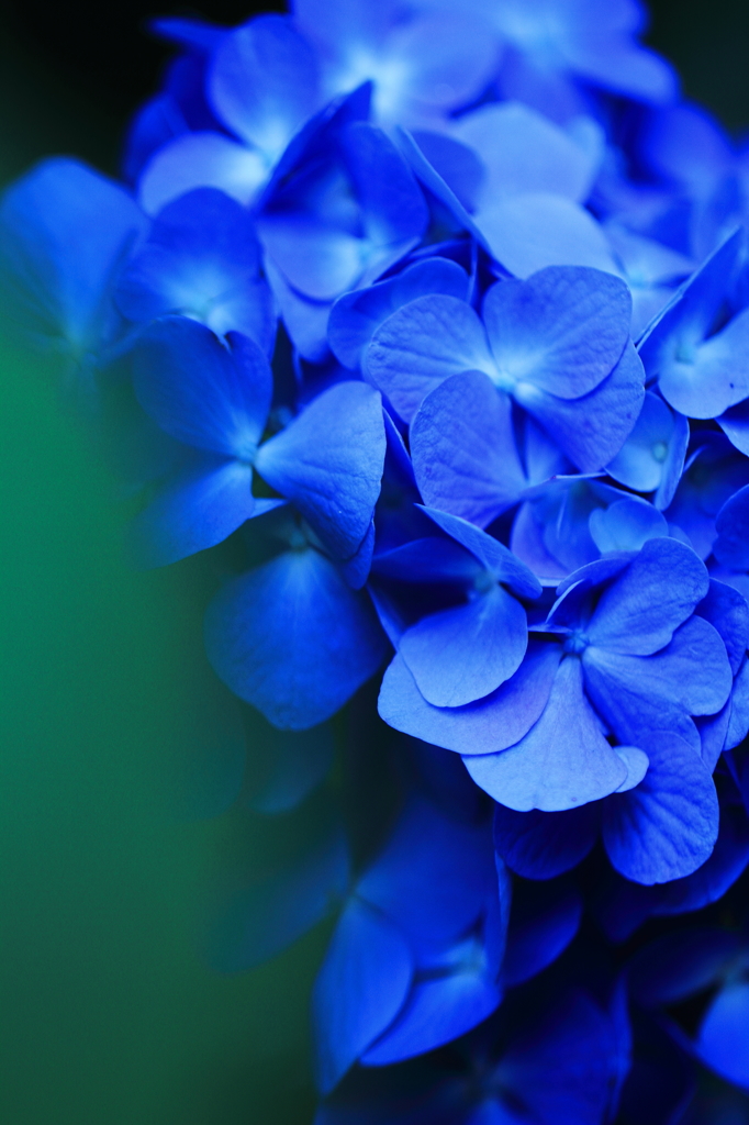 Moist blue