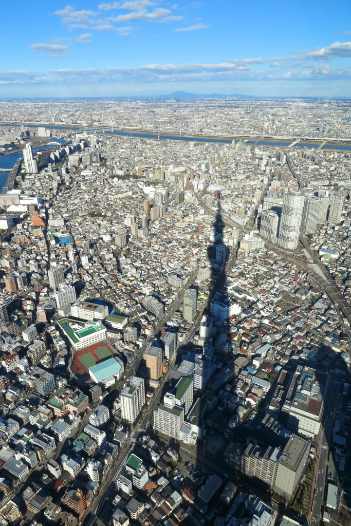 空まで届け、シャドウツリー