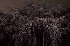 夜桜