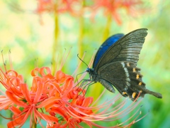 ミヤマカラスアゲハと曼珠沙華