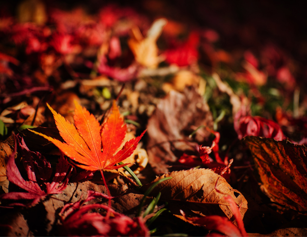 近所の公園の秋