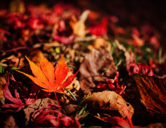 近所の公園の秋