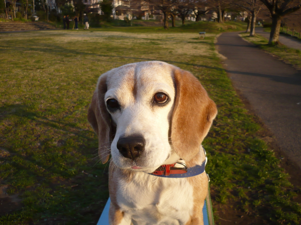 愛犬を撮影しました！　