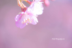 河津桜