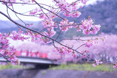 河津桜