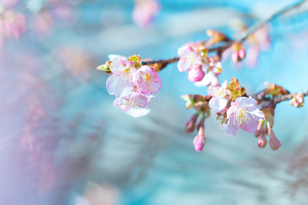 河津桜