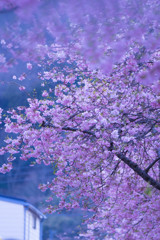 河津桜