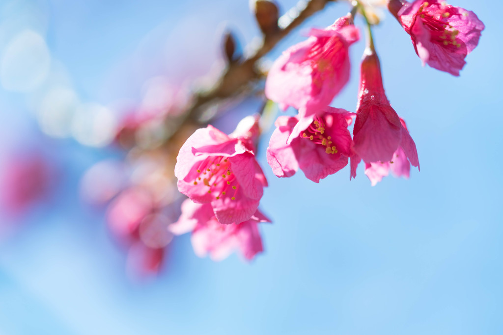 寒緋桜