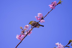 河津桜とメジロ君