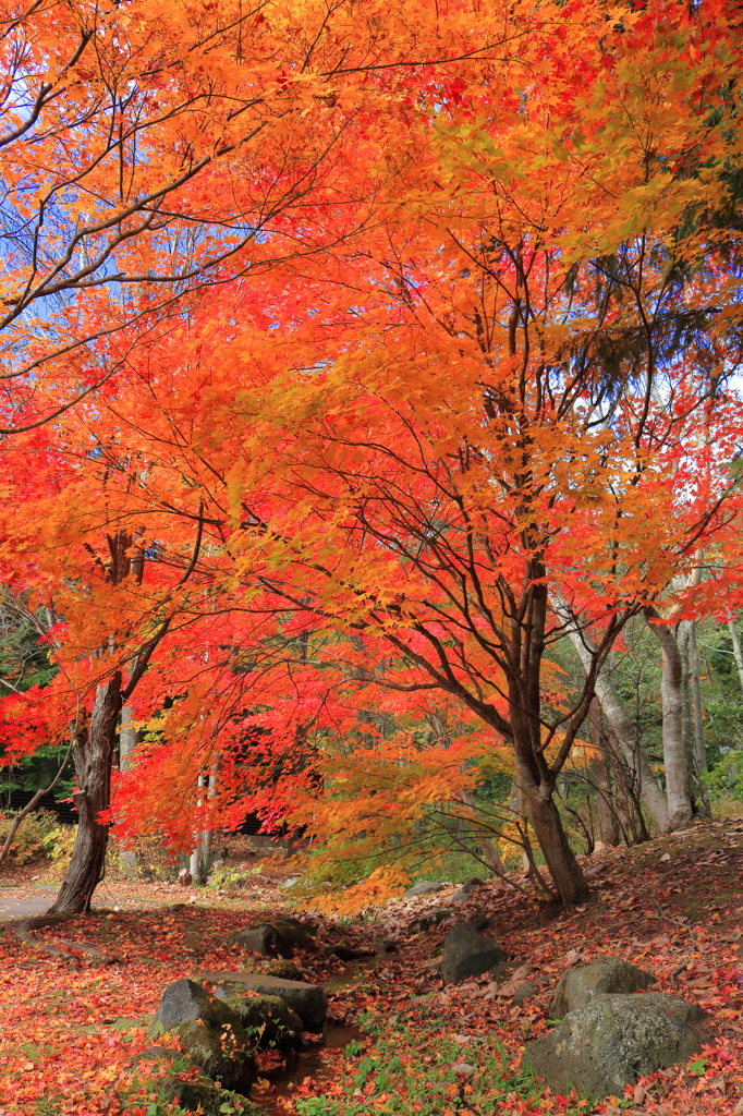 紅葉日和