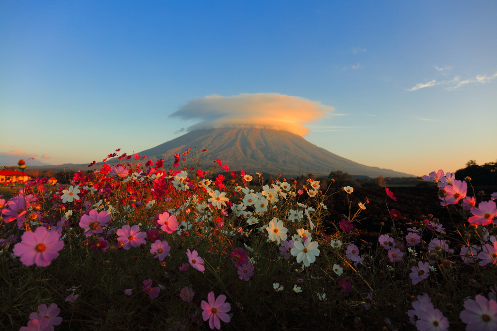 コスモスに彩られる蝦夷富士
