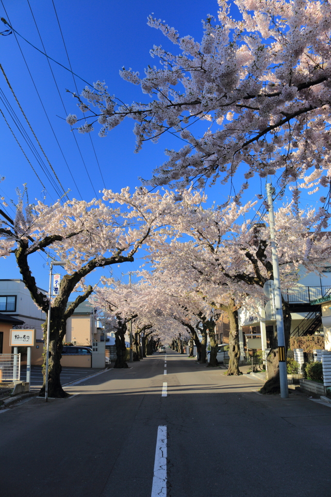 北海道にも春が来た！