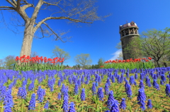 ムスカリの花畑