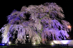 悠久のしだれ桜