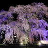 悠久のしだれ桜