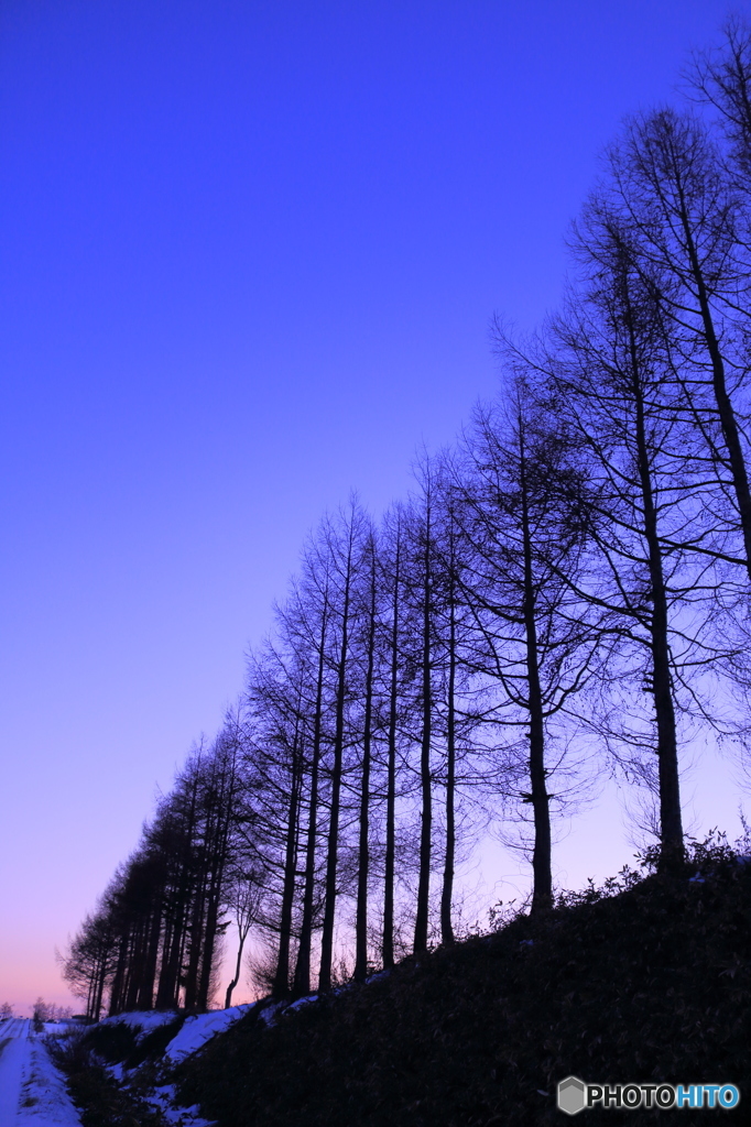 マツの夕景
