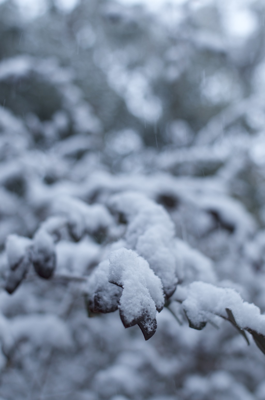 雪と葉っぱ