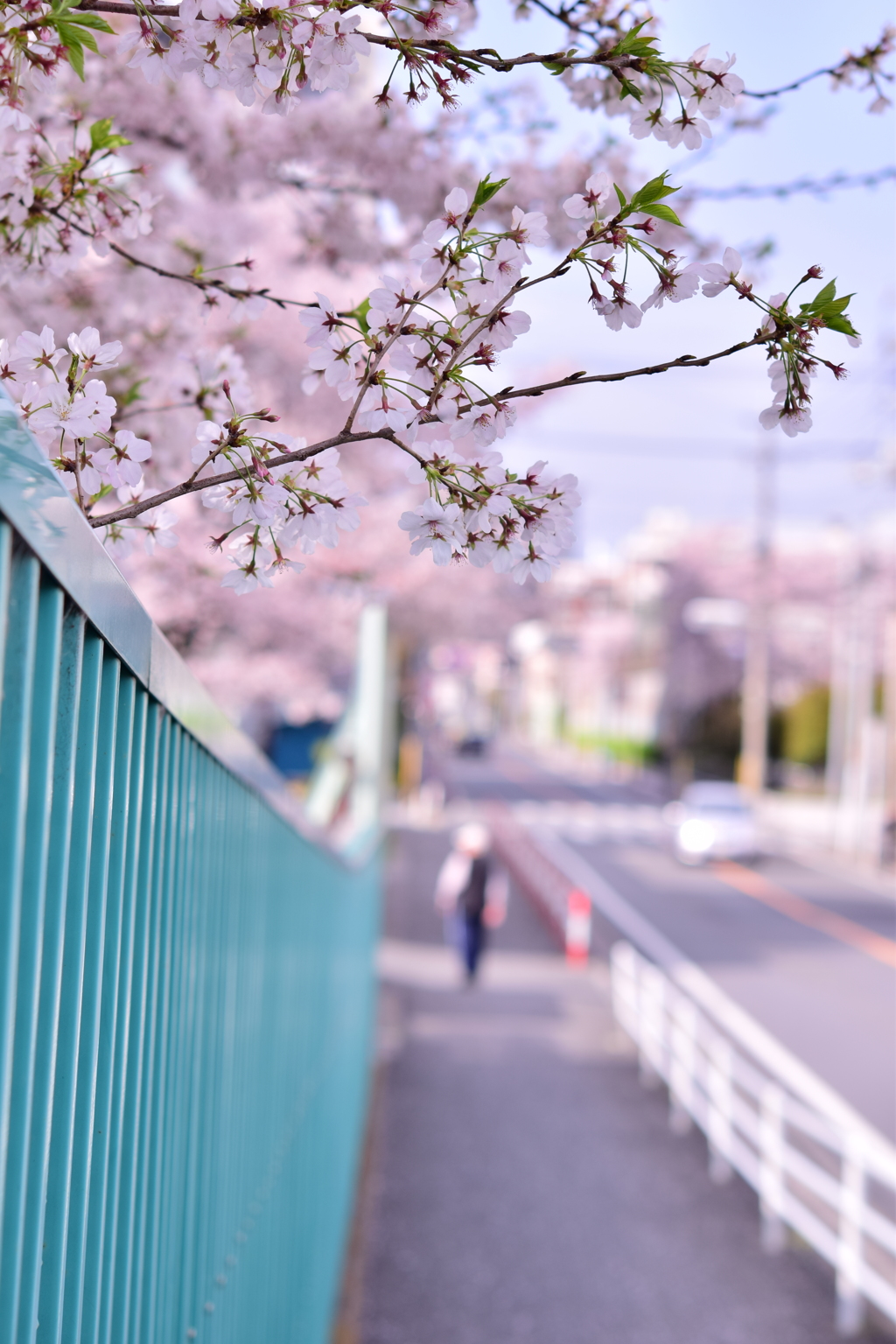 さくらのある日常