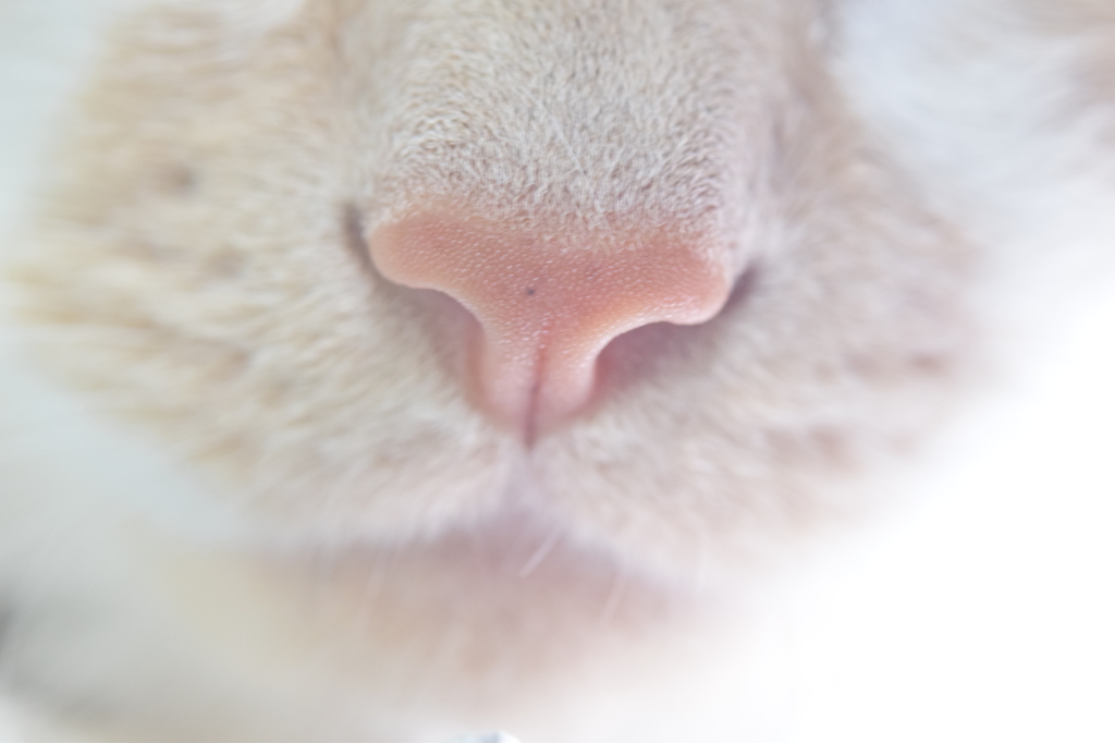 クローズアップねこ　鼻