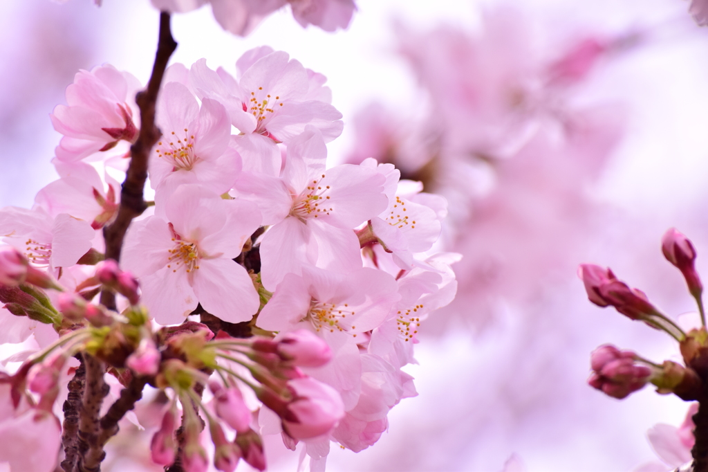 桜