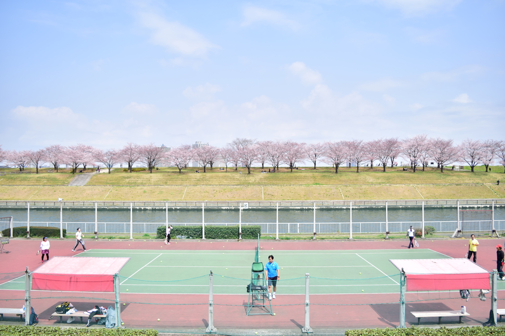 桜、テニス日和