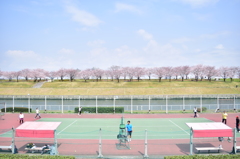 桜、テニス日和