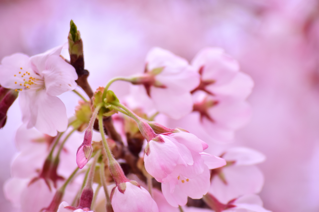 桜